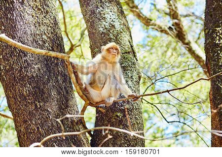 Barbary Apes In The Cedar Forest In Northern Morocco