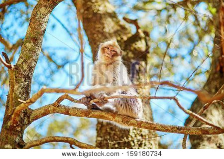 Barbary Apes In The Cedar Forest In Northern Morocco