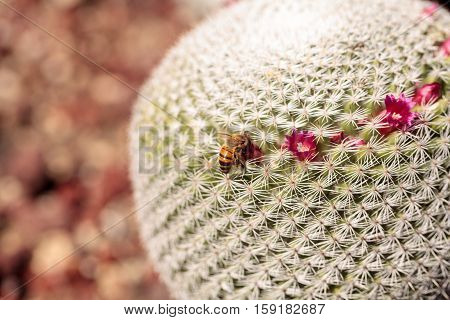 Twin spined cactus Mammillaria geminispina grows in the desert and attracts bees to its pink flowers.