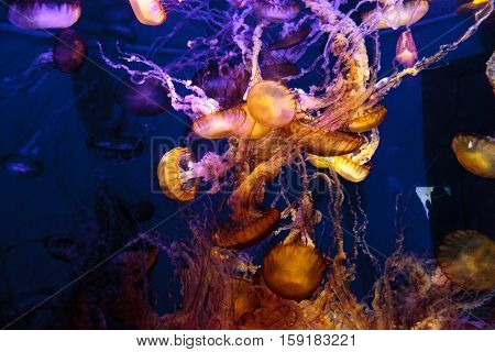 Pacific sea nettle called Chrysaora fuscenscens is seen as far south as Baja California and as far north as British Columbia.
