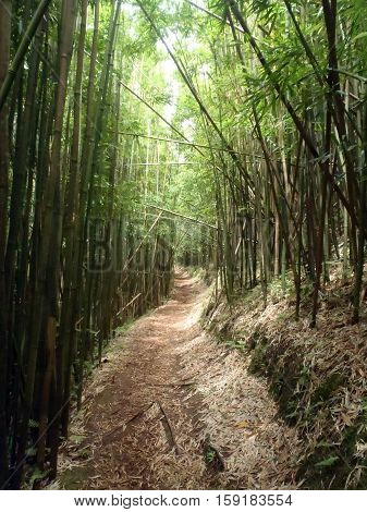 Light shines into Trail in Bamboo Forest on Oahu Hawaii.