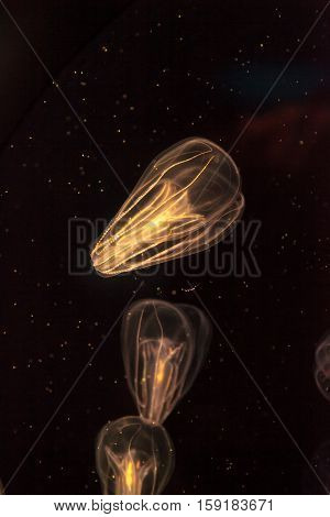 Comb jellyfish called Phylum ctenophore in a saltwater aquarium