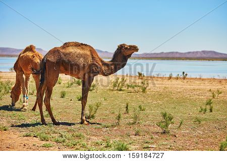 Camel In Sahara Desert, Morocco, Africa