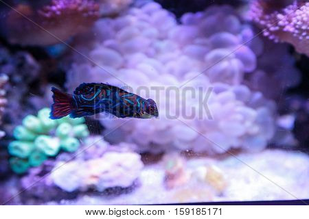 Mandarin goby is also called the Mandarin dragnet Synchiropus splandidus in a reef aquarium