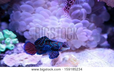 Mandarin goby is also called the Mandarin dragnet Synchiropus splandidus in a reef aquarium