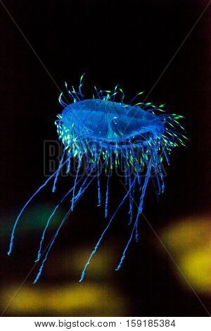 Flower hat jelly known as Olindias Formosa found off the coast of southern Japan.