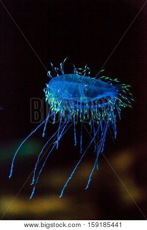 Flower hat jelly known as Olindias Formosa found off the coast of southern Japan.