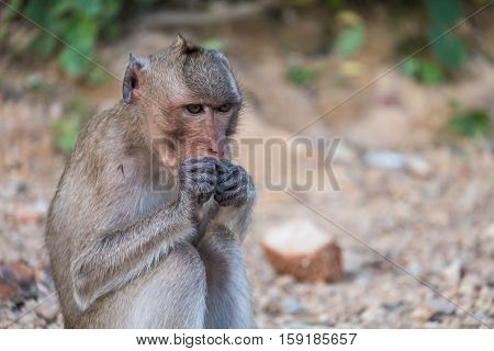 Wildlife monkey eating bread in park. Animal concept.