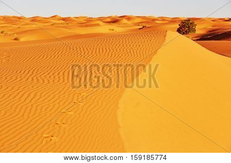 Sand Dunes In The Sahara Desert