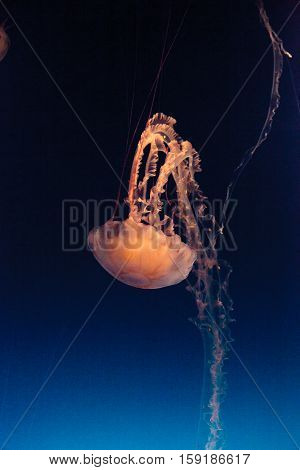 Purple striped jellyfish, Chrysaora colorata, floats gracefully with its tentacles dangling.