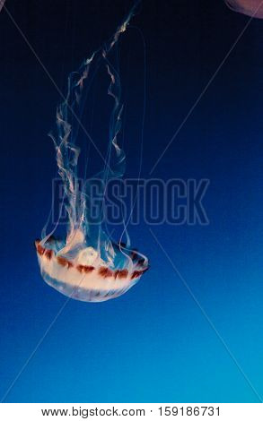 Purple striped jellyfish, Chrysaora colorata, floats gracefully with its tentacles dangling.