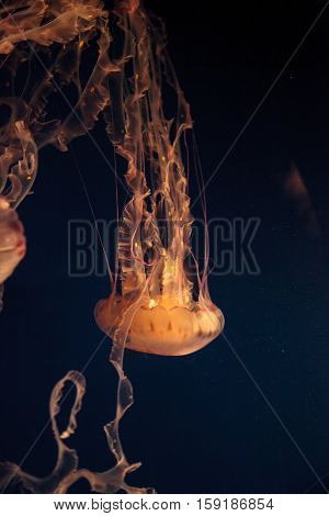 Purple striped jellyfish, Chrysaora colorata, floats gracefully with its tentacles dangling.
