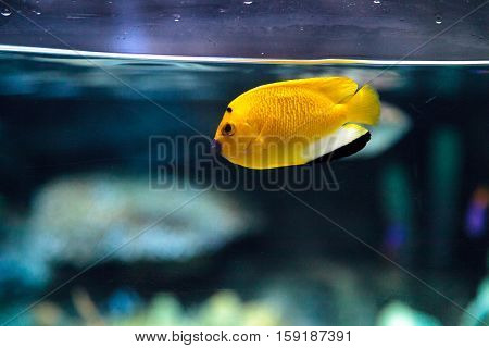 Three-spot Angelfish Apolemichthys trimaculatus in an aquarium