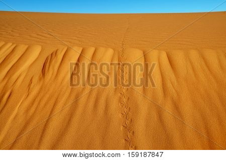Sand Dunes In The Sahara Desert