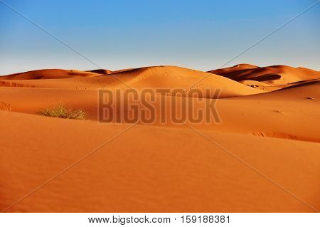 Sand Dunes In The Sahara Desert