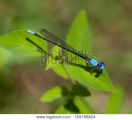 Blue-fronted Dancer damselfly (Argia apicalis) on a leaf