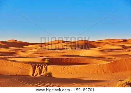 Camel Caravan In Sahara Desert, Morocco