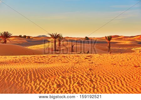 Palm Trees And Sand Dunes In The Sahara Desert, Morocco