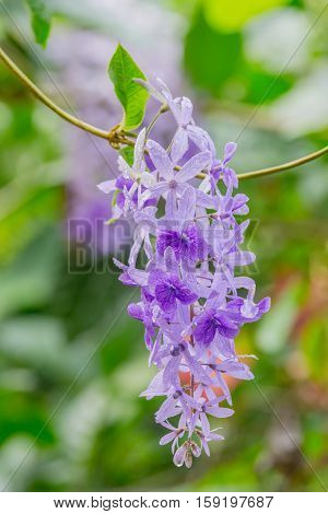 close up Petrea volubilis flowers Purple vine flowers