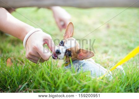Dog in field. chiwawa retriever puppy in field. Puppy lovely. Male dog in park.