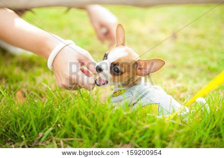 Dog in field. chiwawa retriever puppy in field. Puppy lovely. Male dog in park.