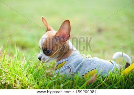 Dog in field. chiwawa retriever puppy in field. Puppy lovely. Male dog in park.