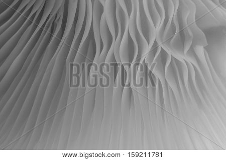 black and white abstract background macro image of mushroom Sajor-caju Mushroom