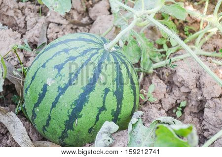 melon field with heaps of ripe watermelons in summer from Thailand