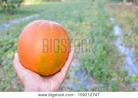 melon field with heaps of ripe watermelons in summer from Thailand