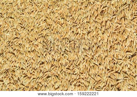 Close up rice empty background for texture