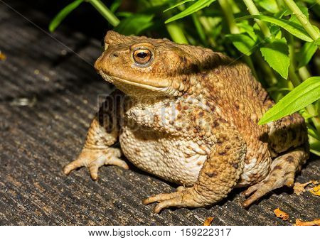 Toad