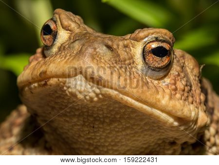 Toad