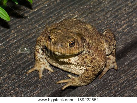 Toad