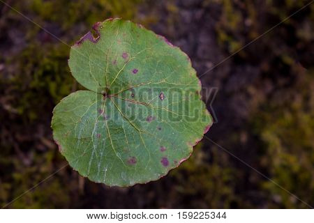 Galax Leaf