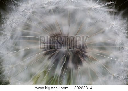 Dandy #1