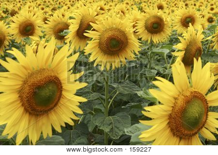 Gebied van zonnebloemen Half weg door levenscyclus