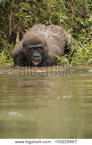 Beautiful and wild lowland gorilla in the nature habitat in Africa