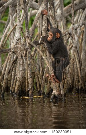 Beautiful and nice chimpanzee in the nature habitat in Africa