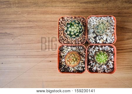Little beautiful cactus with watering on wood background hipster tone and soft focus