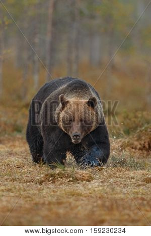 Brown bear in the nature habitat of finland land, finland wildlife, rare encounter, big predator, european wild nature, forest king