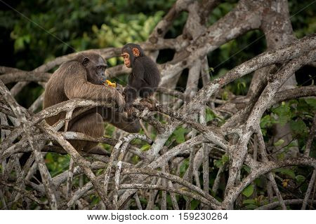 Beautiful and nice chimpanzee in the nature habitat in Africa
