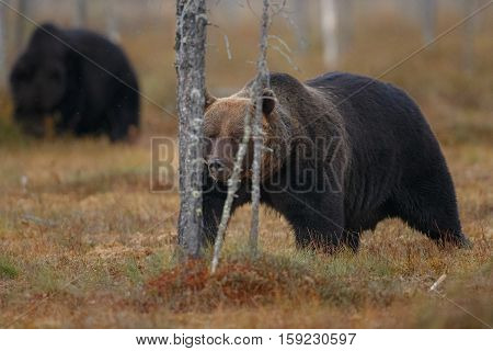 Brown bear in the nature habitat of finland land, finland wildlife, rare encounter, big predator, european wild nature, forest king