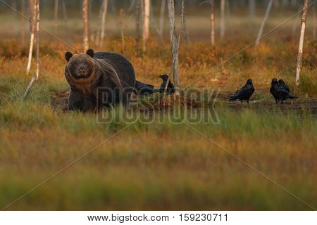Brown bear in the nature habitat of finland land, finland wildlife, rare encounter, big predator, european wild nature, forest king