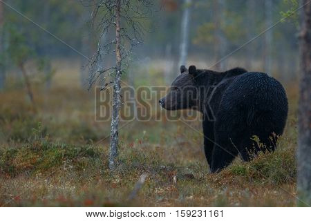 Brown bear in the nature habitat of finland land, finland wildlife, rare encounter, big predator, european wild nature, forest king