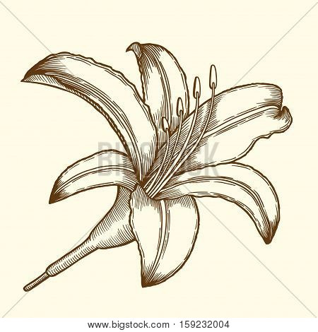Beautiful Flower Lily painted in a graphic style points and lines. A great figure for a tattoo