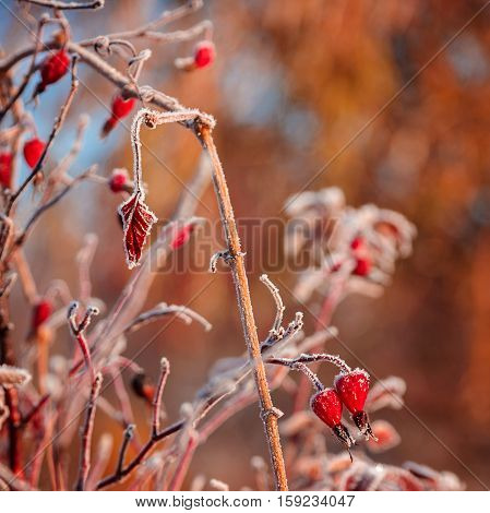 Autumn branch of wild rose with hoarfrost in the sunshine as the backdrop.