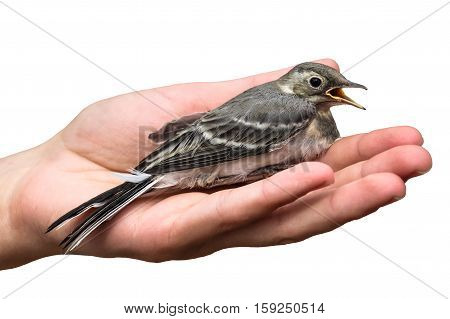 wounded bird tree pipit in the hands isolated on white background. Anthus trivialis. swallow