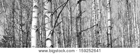 Beautiful landscape with birches. Black and white panorama with birches in retro style. Birch grove in autumn. The trunks of birch trees. Black and white panoramic photo of birch trunks.