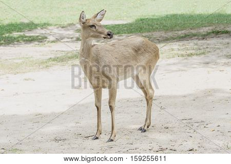 close up Eld's Deer in park brow-antlered deer
