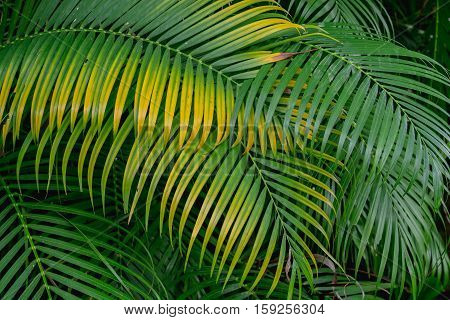 abstract background of green and yellow palm leaves